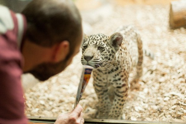 Plan your visit: essential villa borghese zoo tickets guide